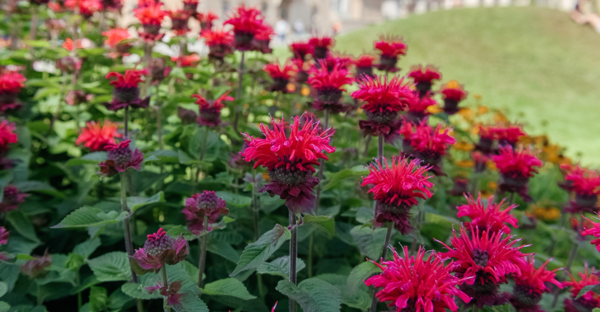 monarda didyma