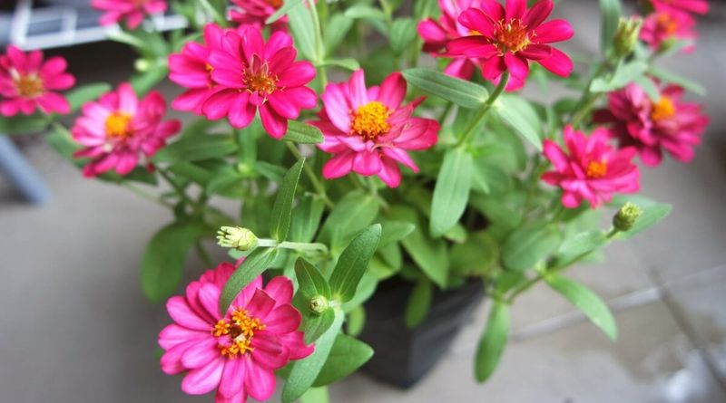14-Inch Pots Give Zinnias Space To Shine