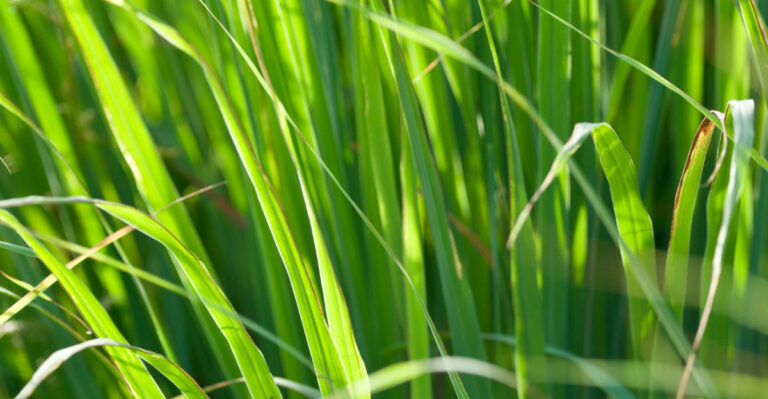 15 Reasons Lemongrass Belongs On Your Alabama Patio