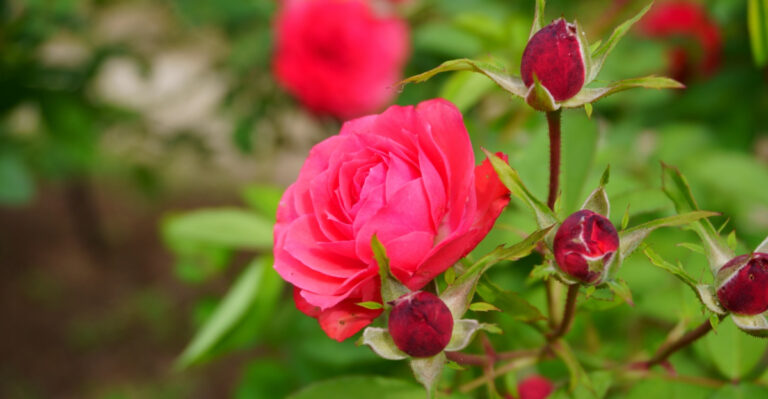15 Spring Rose Care Tips Every Missouri Gardener Should Know At Bud Break
