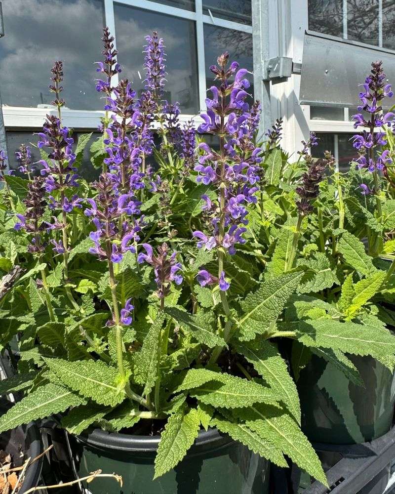 16-Inch Pots Make Room For Lantana And Salvia