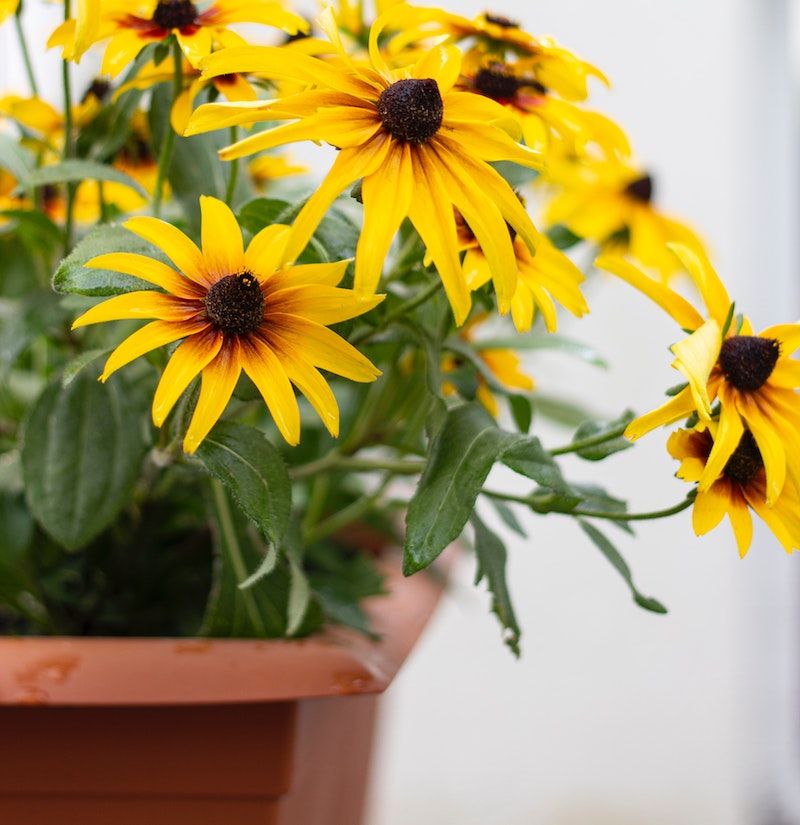 18-Inch Pots Can Handle Coneflowers And Black-Eyed Susans