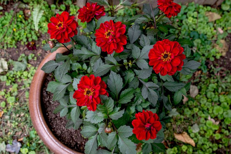 20-Inch Pots Turn Dahlias Into Patio Showpieces