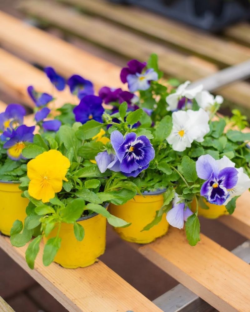 4-Inch Pots Are Perfect For Pansies And Violas