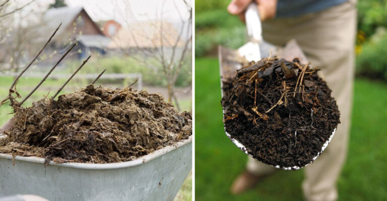 fresh manure and compost
