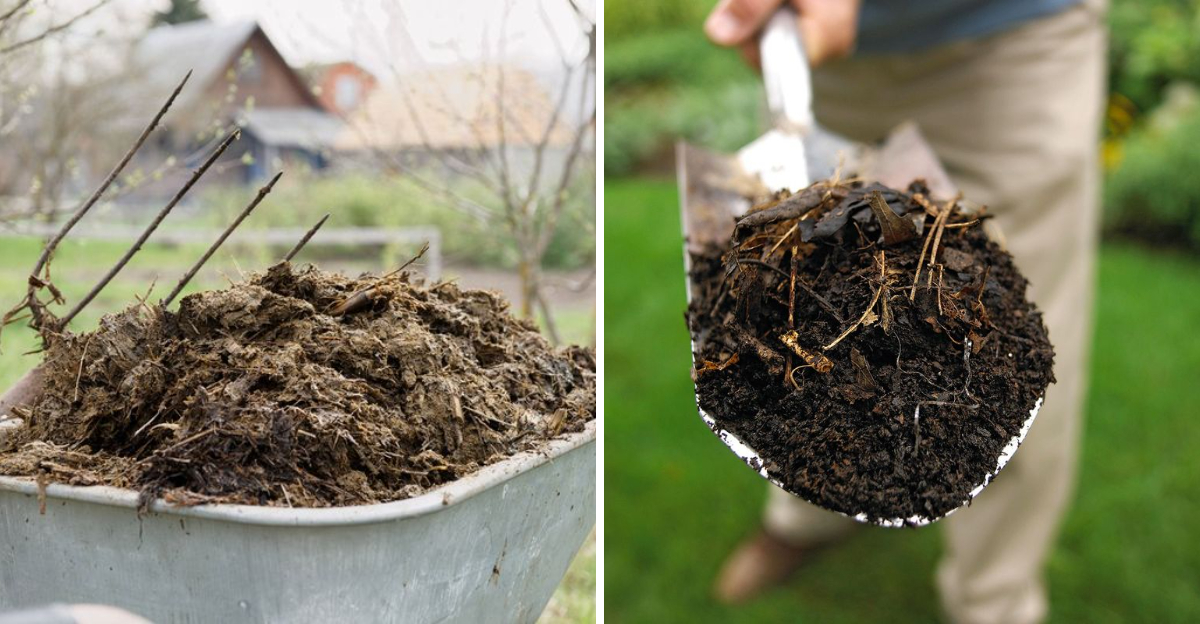 fresh manure and compost