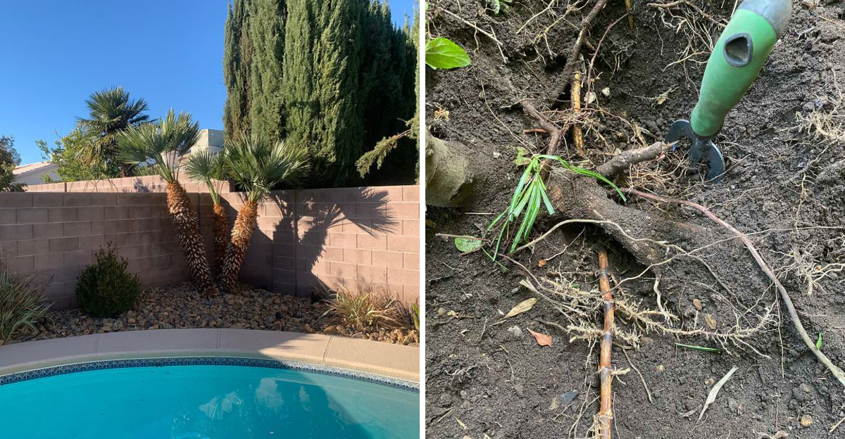 fan palm and bamboo roots