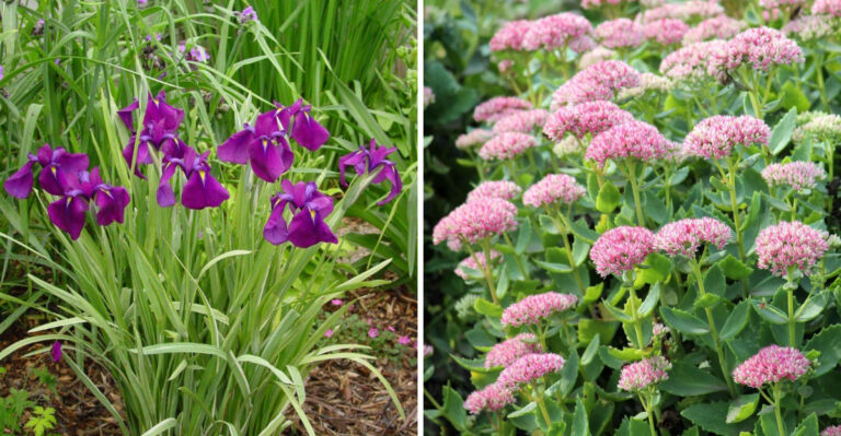 5 Plants To Avoid Near Lavender And 5 That Thrive With It In Michigan