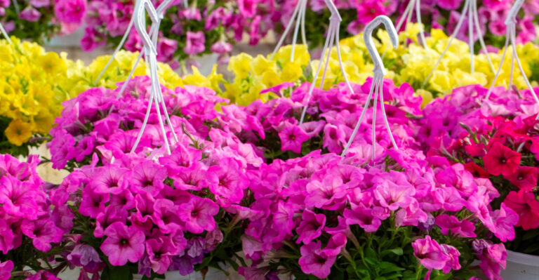 5 Reasons Hanging Petunias Wilt By Afternoon And What To Do About It