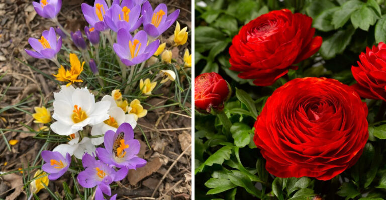 5 Spring Flowers That Thrive In Michigan And 5 That Always Disappoint Before June Ends