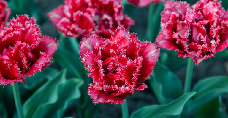 fringed tulips