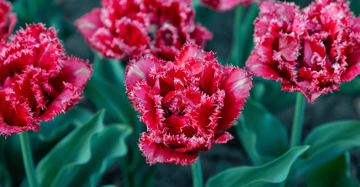 fringed tulips