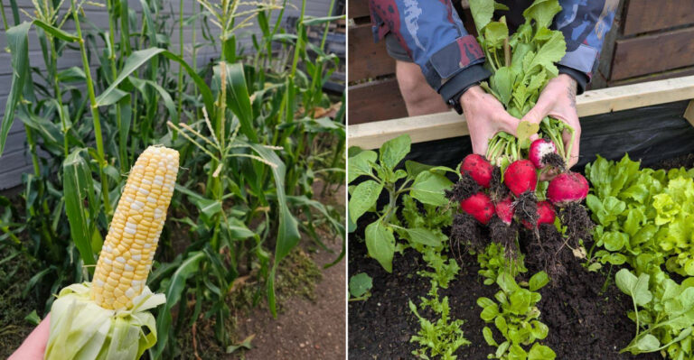 5 Vegetables That Struggle In Oregon Raised Beds And 4 That Grow Like Crazy