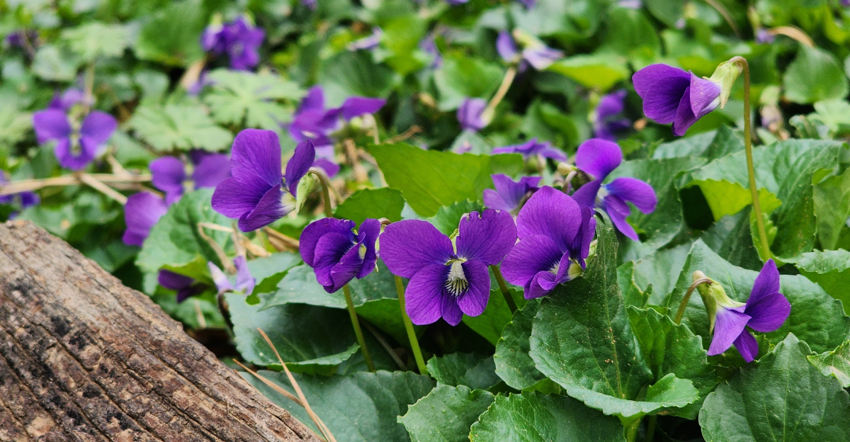 violet