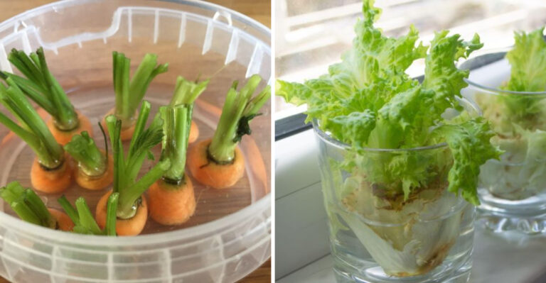 growing carotts and lettuce in water