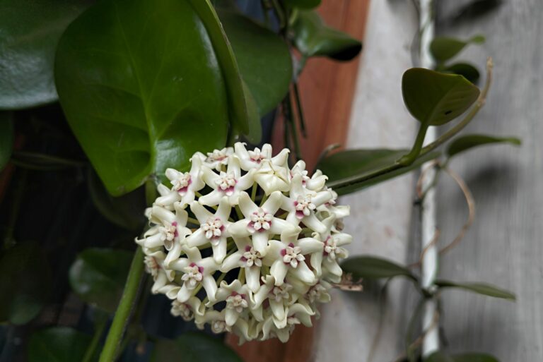 hoya plant