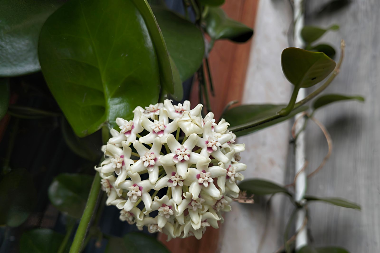 hoya plant