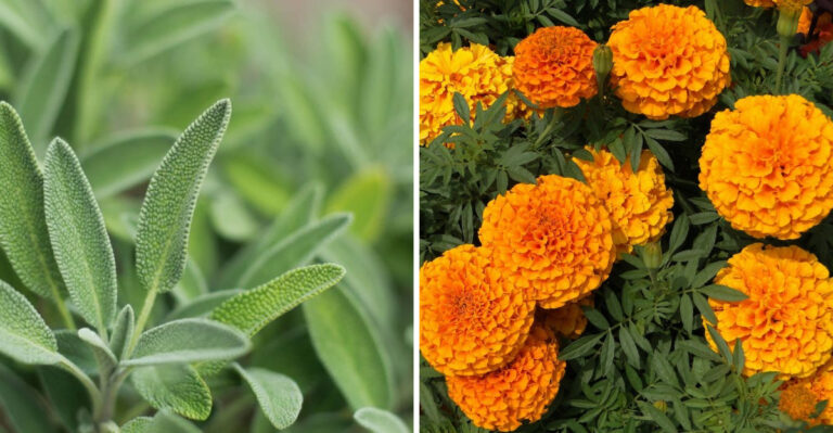 sage and marigolds