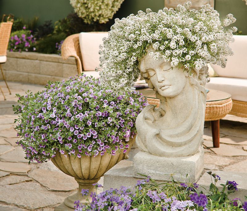 6-Inch Pots Give Sweet Alyssum Room To Spill