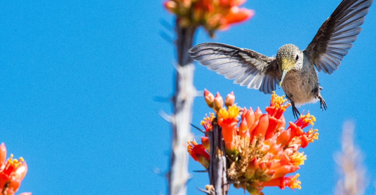 hummingbird (featured image)