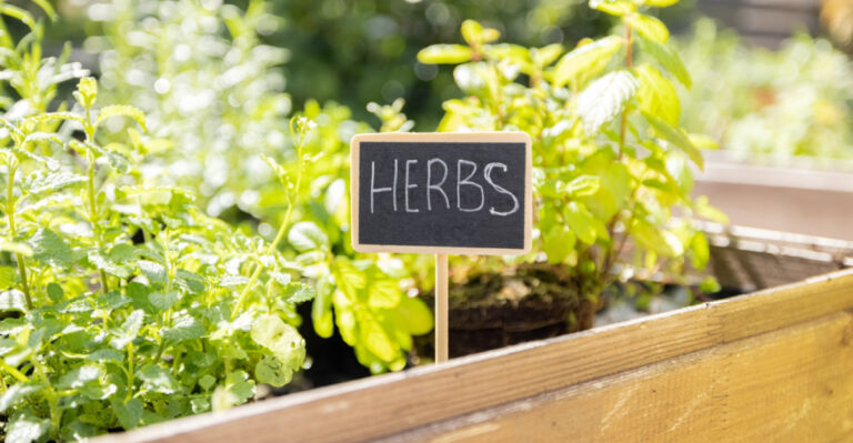 7 Arizona Herbs That Struggle Once Afternoon Heat Builds Up