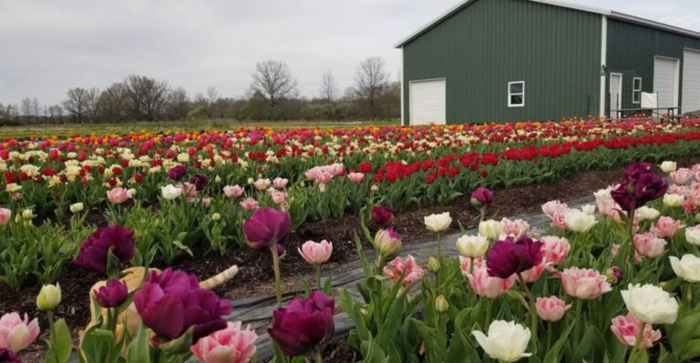 7 Best Flower Farms To Visit In Ohio In Spring And Early Summer