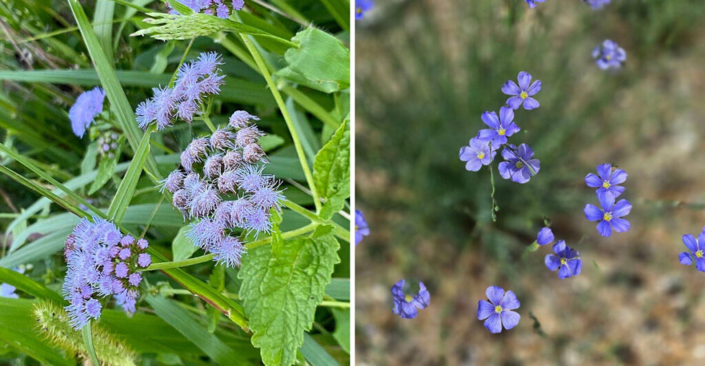 7 Blue Flowering Perennials That Thrive In Arizona Gardens