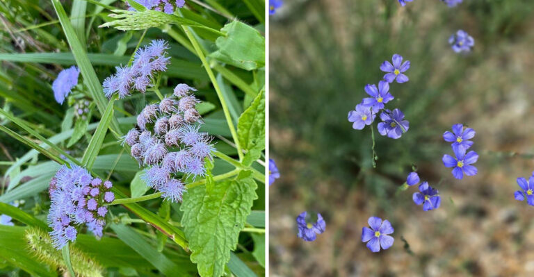 7 Blue Flowering Perennials That Thrive In Arizona Gardens