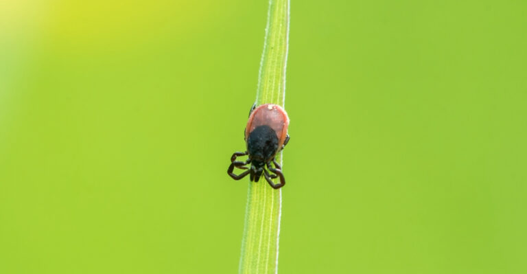 7 Common Yard Habits That May Be Attracting More Ticks To Your Virginia Yard This Spring