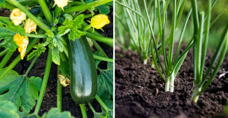 zucchini and green onions