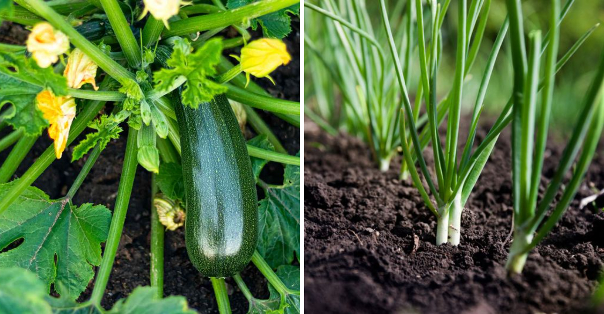 zucchini and green onions