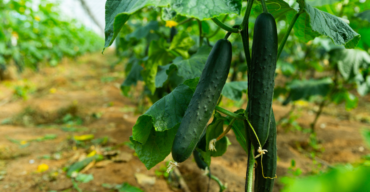 cucumber plant
