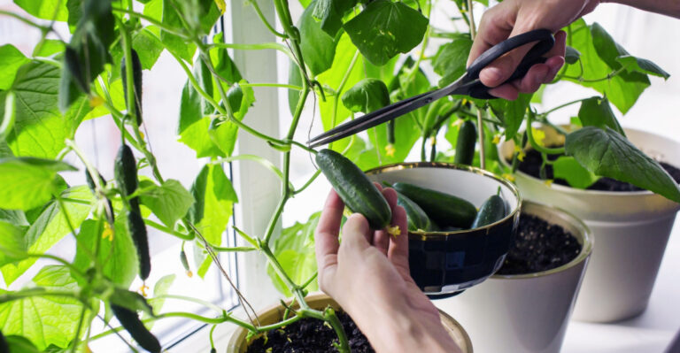 7 Cucumber Pruning Mistakes Most Gardeners Make Without Realizing