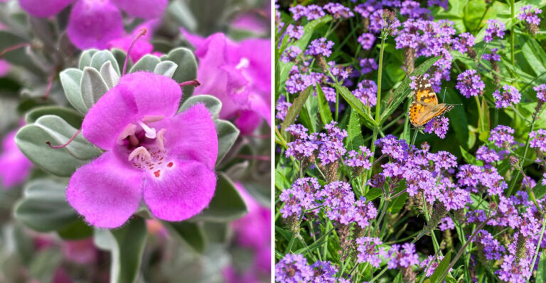texas sage and verbena