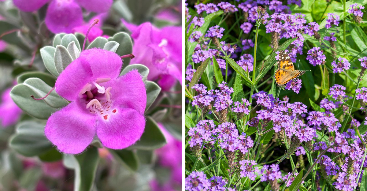 texas sage and verbena