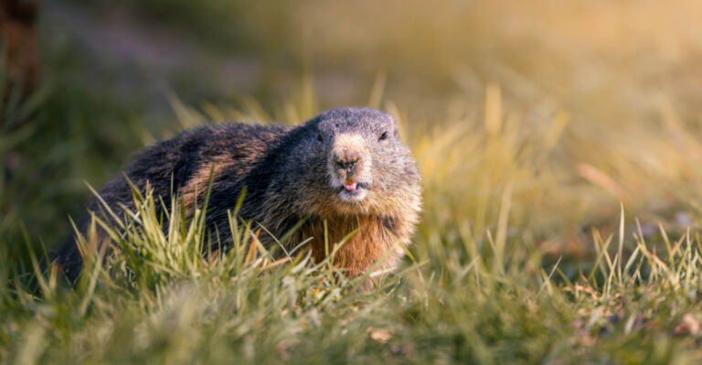 7 Early Warning Signs A Groundhog Has Moved Into Your Wisconsin Garden