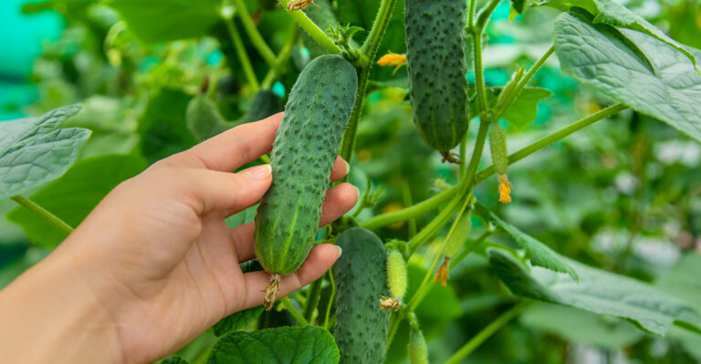 cucumber (featured image)