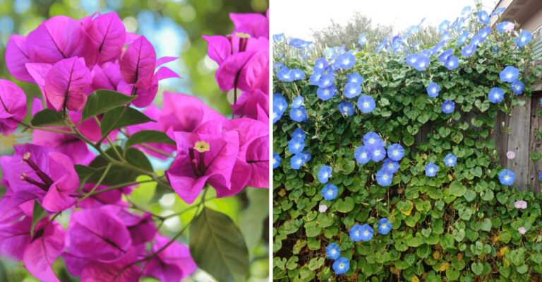 7 Fast Growing Arizona Vines That Create Shade Before Peak Summer