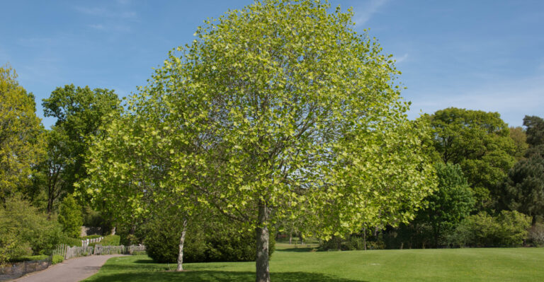 tulip poplar