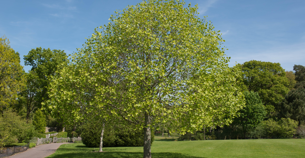 tulip poplar