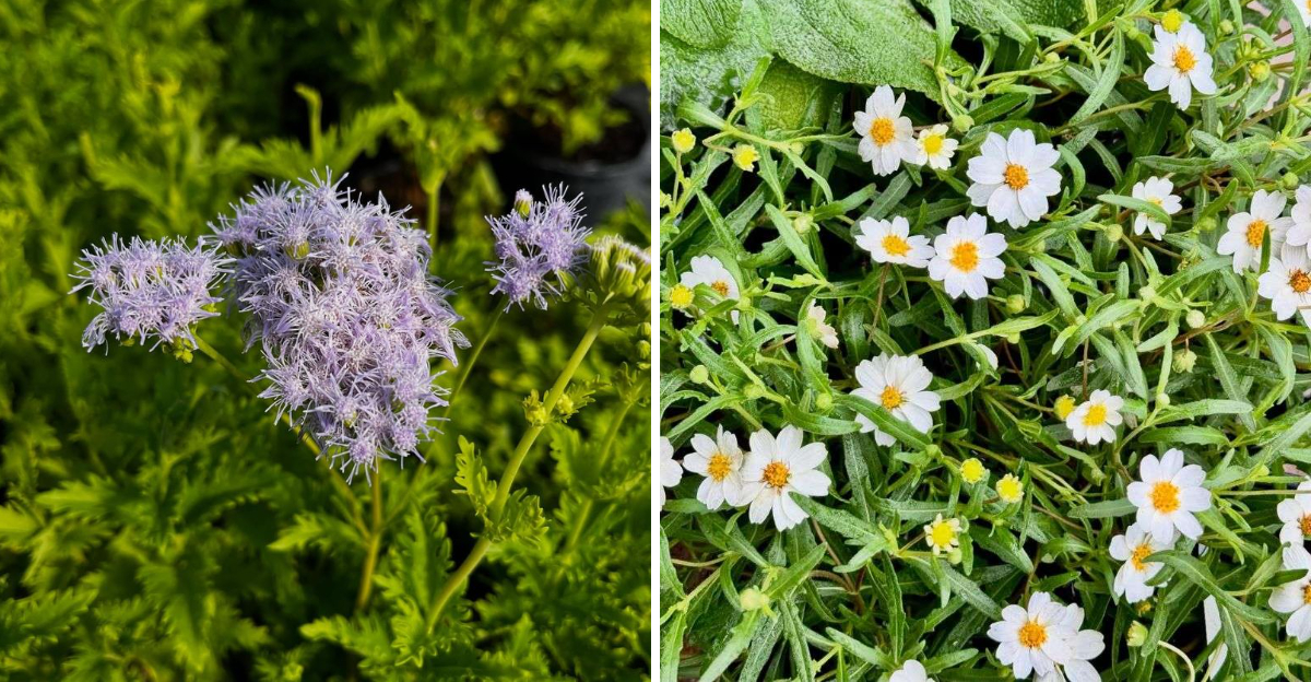 Gregg's Mistflower and Blackfoot Daisy