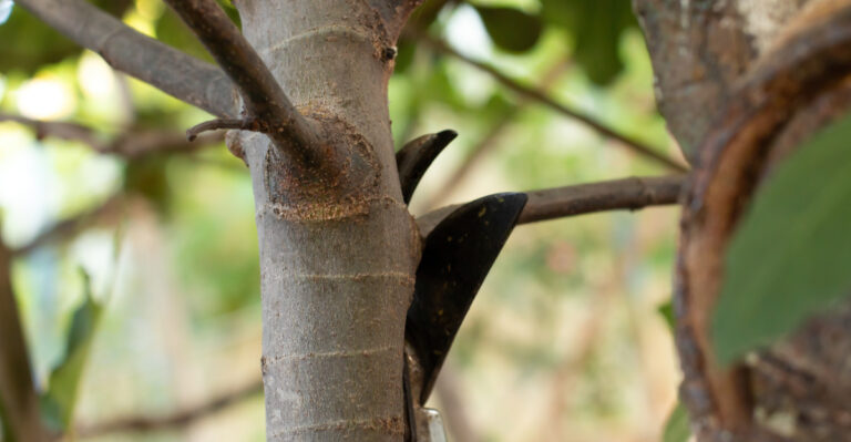 tree pruning