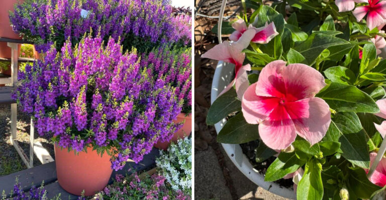 7 Flowers That Bloom All Summer In Arizona Containers Without Much Water