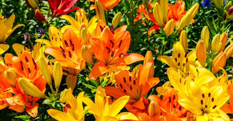 7 Flowers That Keep Blooming In Georgia After Spring Flowers Fade Away
