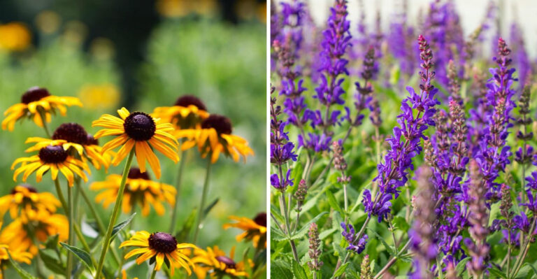 black eyed susan and salvia