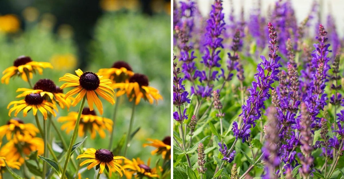 black eyed susan and salvia