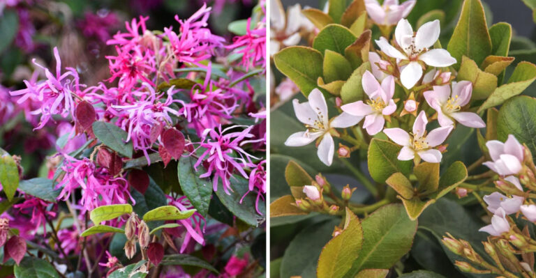 Loropetalum and Indian Hawthorn