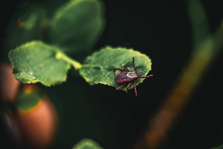 tick