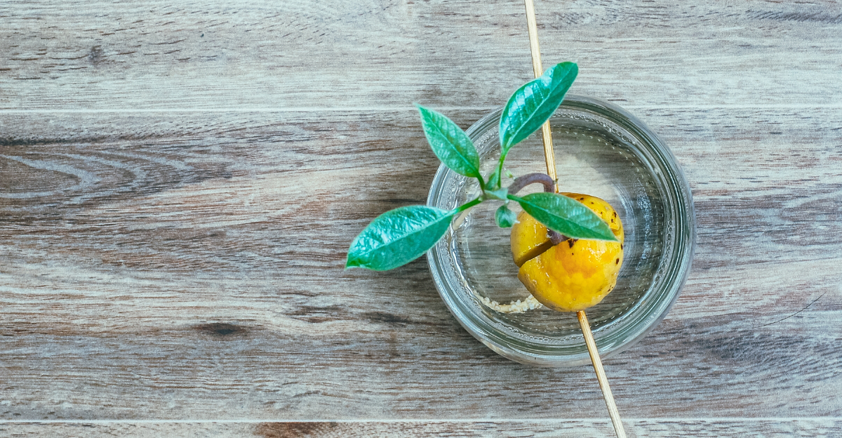 little avocado tree in glass pot