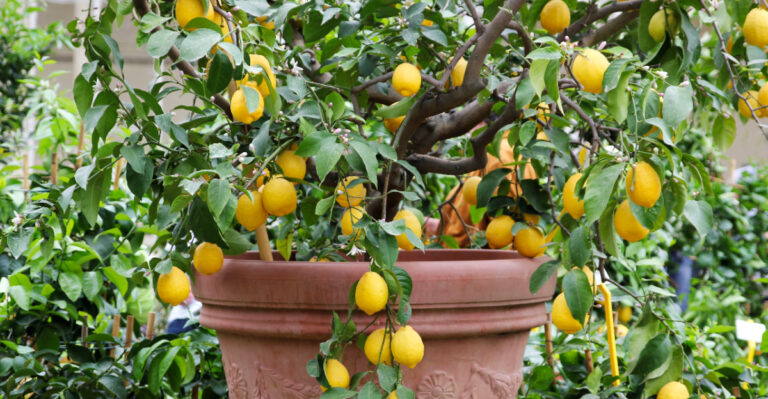 7 Fruit Trees California Gardeners Can Easily Grow In Pots